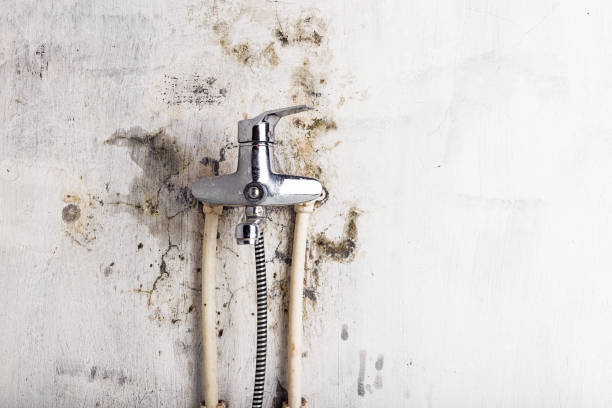 Best Black Mold Remediation in North Shore, VA