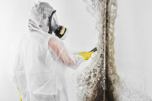Best Residential Mold Remediation in North Shore, VA