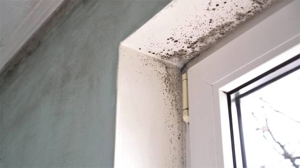 Best Industrial Mold Remediation in North Shore, VA