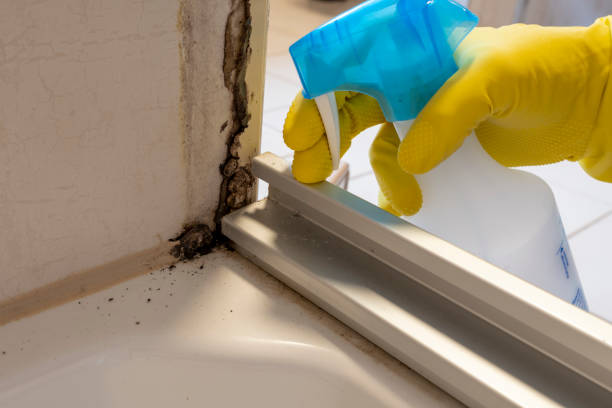Best Residential Mold Remediation in North Shore, VA