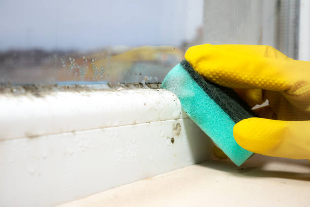 Best Insurance-Related Mold Remediation in North Shore, VA