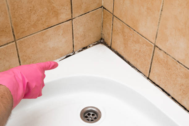 Best Insurance-Related Mold Remediation in North Shore, VA