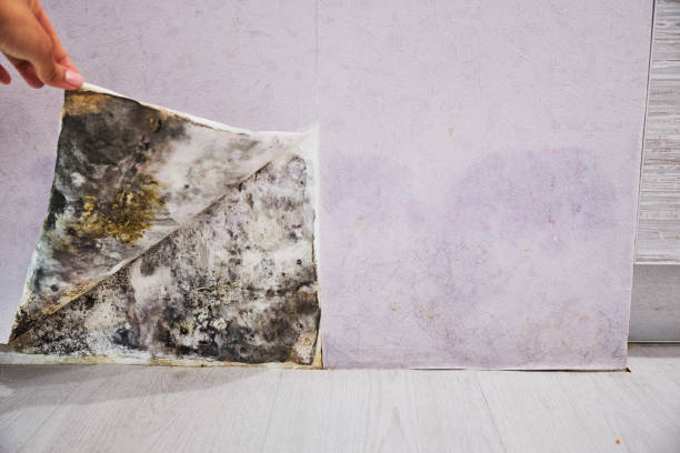 Best Mold Remediation for Schools in North Shore, VA